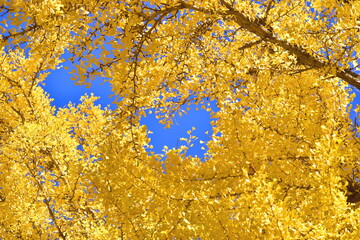 三田神社　銀杏　イチョウ　岡山　岡山県　秋