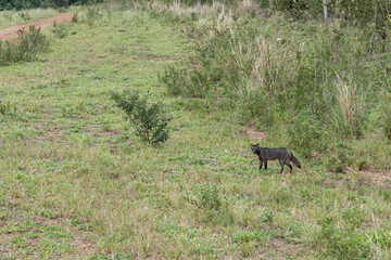 cachorro selvagem, Pantanal Brazil