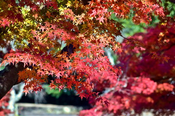 秋　紅葉　岡山　近水園