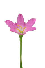 A Single flower with complete transparent