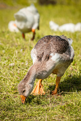 Sunny summer landscape with domestic geese on meadow. Geese graze on green grass.