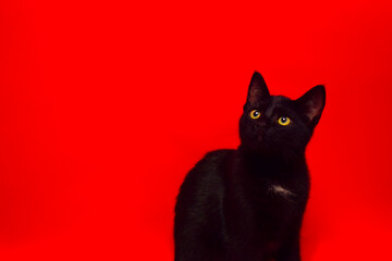 black cat on red background © Miguel