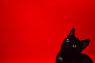black cat on red background © Miguel