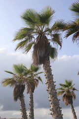 palm branch against blue sky