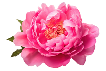 a vibrant pink peony flower isolated on a transparent background, generative ai