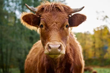 Poster Brown cow grazing on field. Jersey cow eating green grass on pasture. Cattle breeding. Milk production on home farm © Lazy_Bear