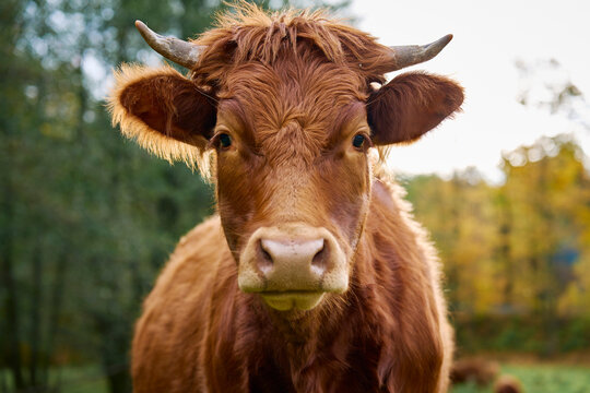 Brown cow grazing on field. Jersey cow eating green grass on pasture. Cattle breeding. Milk production on home farm
