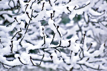 雪景色　雪　冬　広島