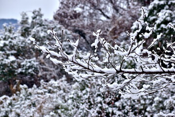 雪景色　雪　冬　広島