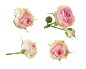 Set of small pink rose flowers isolated on white or transparent background