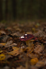 autumn leaves on the ground and a mushroom