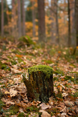 moss covered tree trunk in autumn