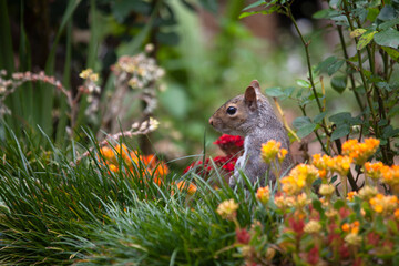 squirrel in the garden