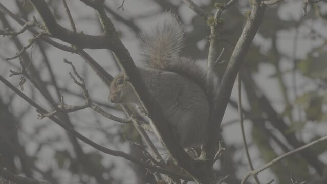 European Grey Squirrel clinging to branch on windy day