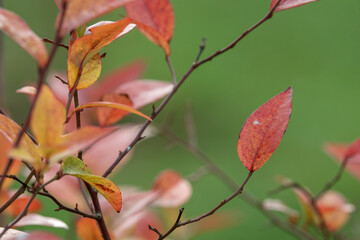 Red leaf of blueberry bush outdoors.