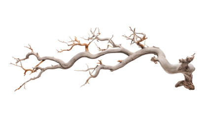 dead branch isolated on transparent background cutout
