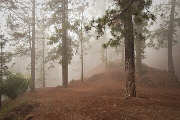 Fog in the forest near Teide, Tenerife