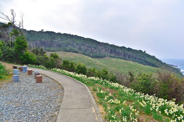 唐音水仙公園　島根　水仙