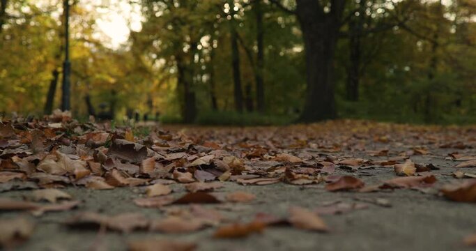 Low angle, people walking in park in background, change focus to foreground, autumn, fall season, slow motion, colorful trees