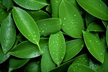 Schilderijen op glas Nature green Eucalyptus leaves with raindrop background. generative ai. © SEUNGJIN
