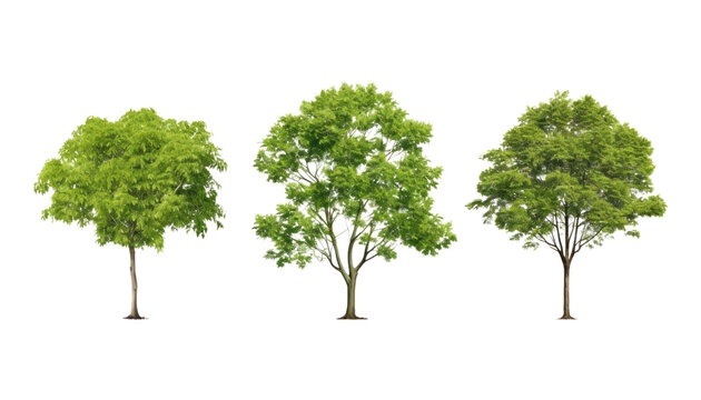 set of green trees isolated on transparent background cutout