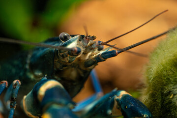 Portrait of a blue moon crayfish under the surface.