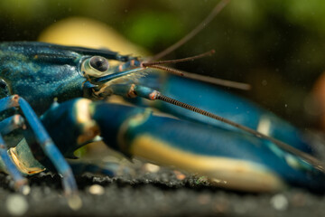 Portrait of a blue moon crayfish under the surface.