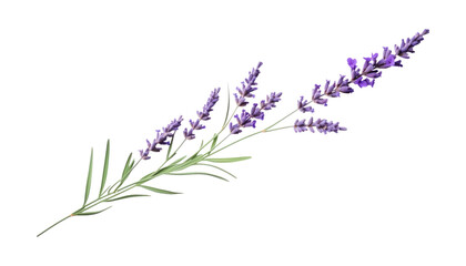 Naklejka premium lavender flowers isolated on transparent background cutout