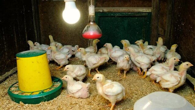 broiler chickens in the chicken coop. Selective focus.