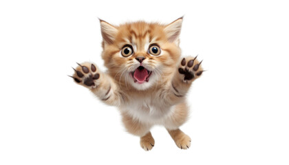Obraz premium kitten jumping isolated on transparent background cutout