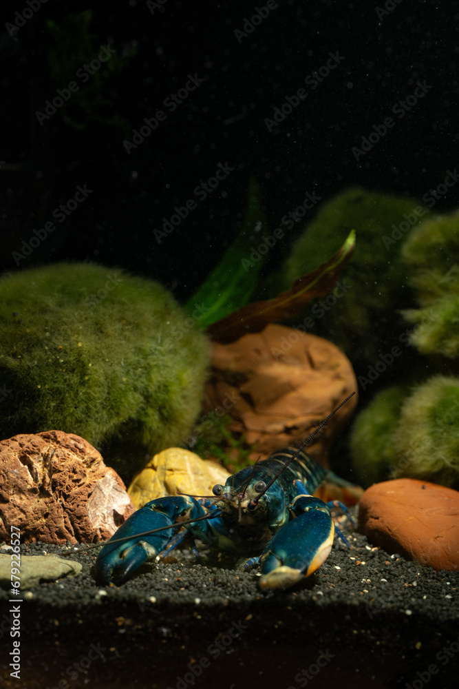 Wall mural Blue moon crayfish in aquarium.