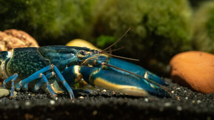 Blue moon crayfish in aquarium.