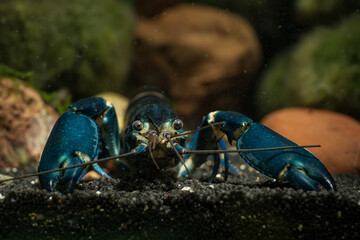 Blue moon crayfish in aquarium.