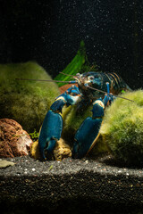 Blue moon crayfish in aquarium.