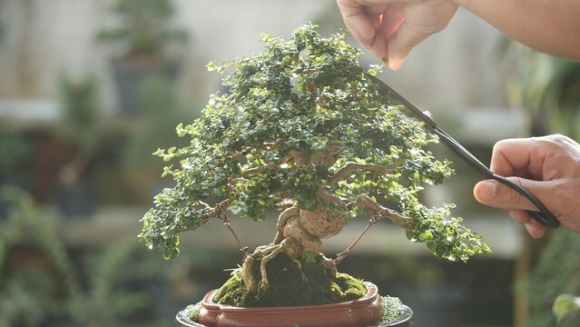 Bonsai tree Japanese nature art in beautiful garden background. Asian man using scissors trimming bonsai plant green leaf growing in brown pot. Concept of bonsai tree design natural art.
