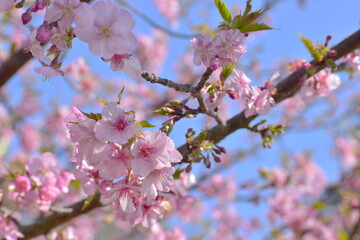 河津桜　笠戸島　春　山口