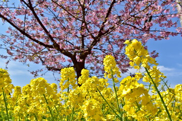 菜の花　海沿い　笠戸島　春　河津桜