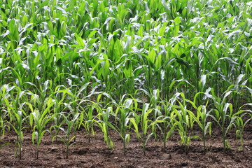 Corn on stalks/husks closeup