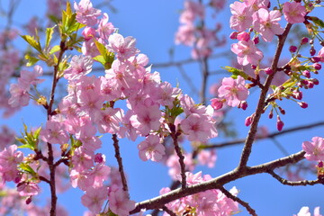 河津桜　笠戸島　春　山口