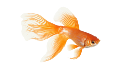 goldfish isolated on transparent background cutout