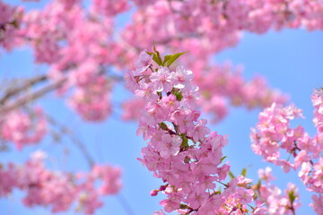 河津桜　笠戸島　春　山口