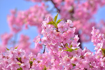 河津桜　笠戸島　春　山口