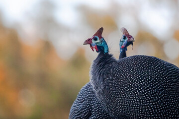 guineafowl