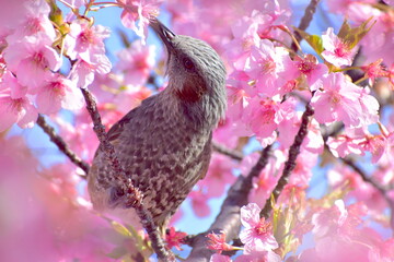 山口　萩　親水公園　河津桜　親水公園河津桜　春