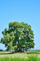 Fototapeta premium 阿賀野川床固め公園（新潟県）