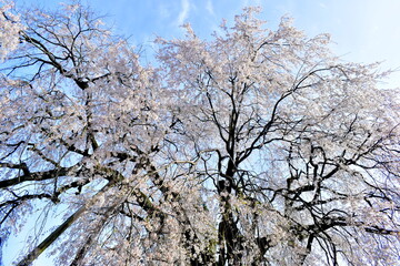島根　段べの枝垂れ桜　枝垂桜　春