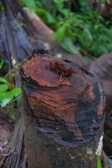 Stump of a felled tree, a rich brown reminder of nature's past, highlighting the enduring mark of logging in the forest