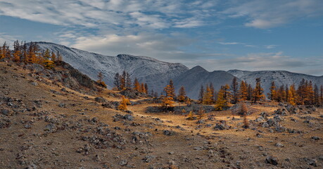 Russia. The South of Western Siberia, the Altai Mountains. Lonely autumn larches in the desert rocky steppe along the Chui tract near the village of Kurai. - obrazy, fototapety, plakaty