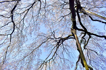 島根　段べの枝垂れ桜　枝垂桜　春