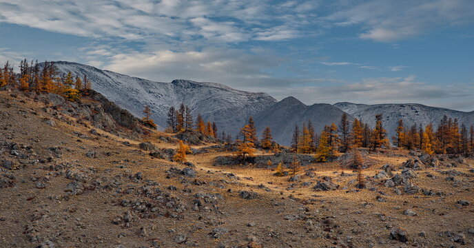 Russia. The South of Western Siberia, the Altai Mountains. Lonely autumn larches in the desert rocky steppe along the Chui tract near the village of Kurai.